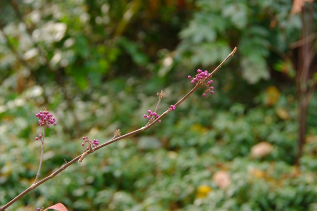 IMGP8908.jpg