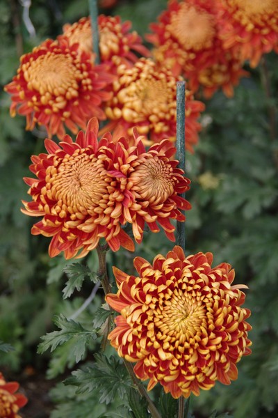 IMGP8842.jpg