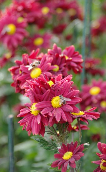 IMGP8849.jpg