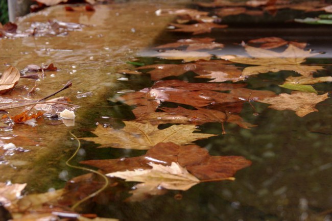 IMGP8982.jpg