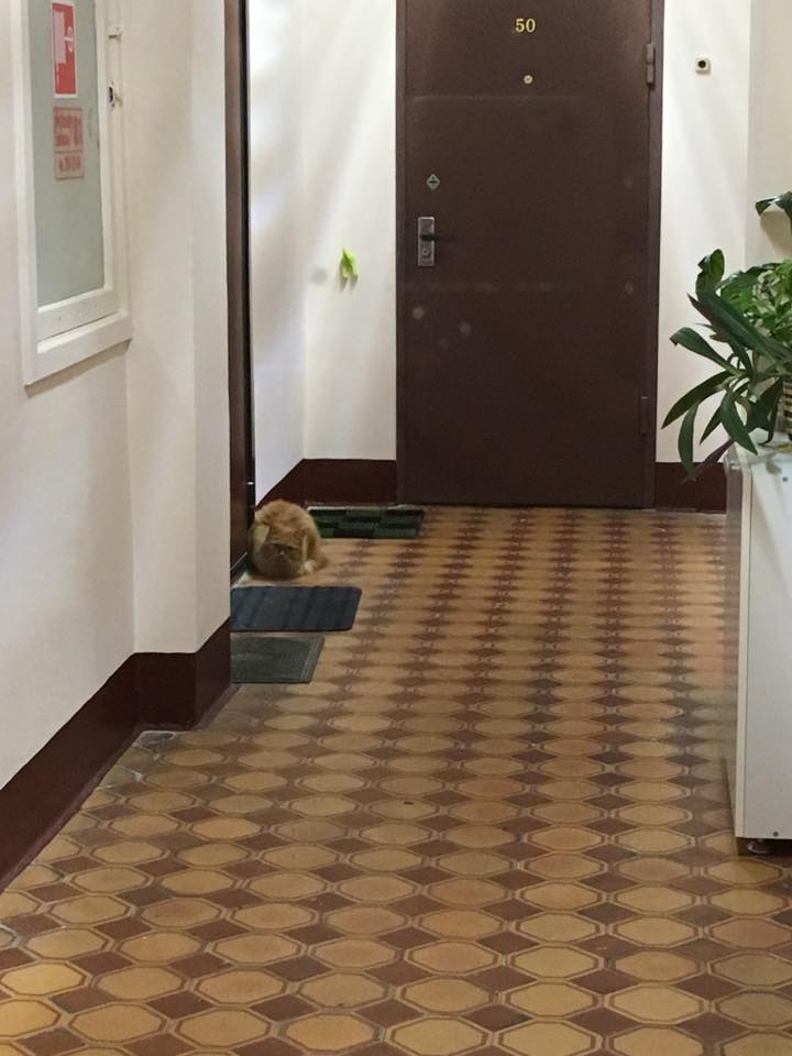 кис3.jpg