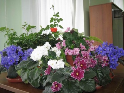 flowers.JPG