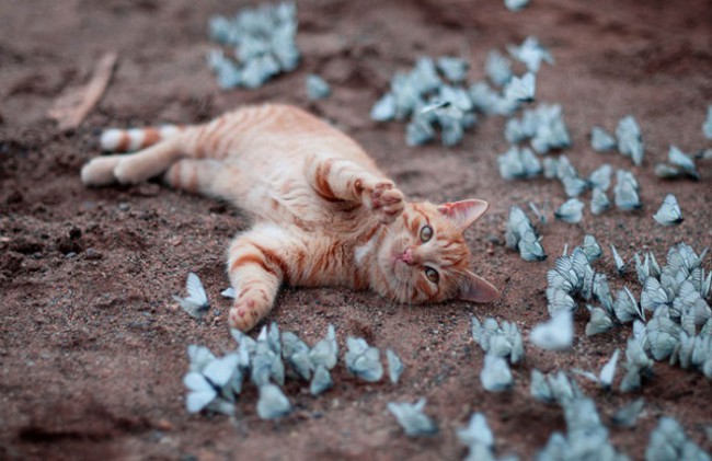 CatPlayingWithButterflies-2 (1).jpg