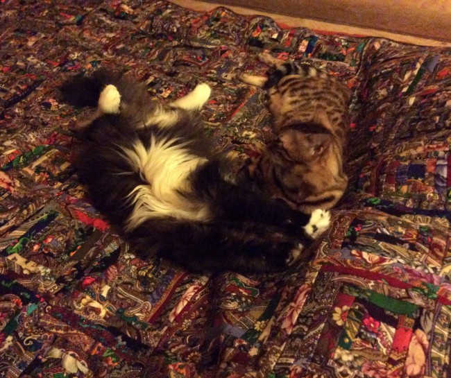 Котя и Обамка