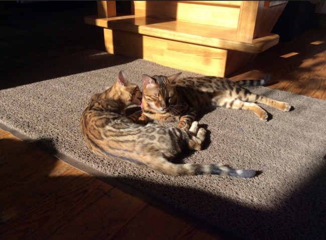 Боня и Котя