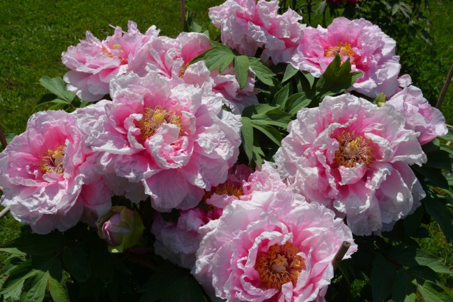DSC_8814.JPG