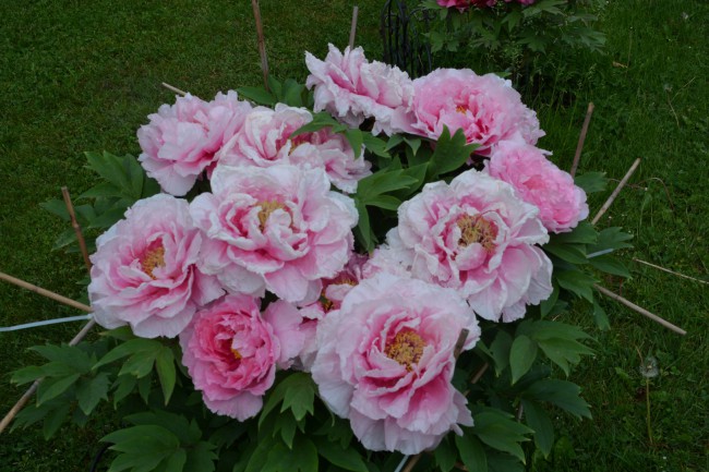 DSC_8882.JPG
