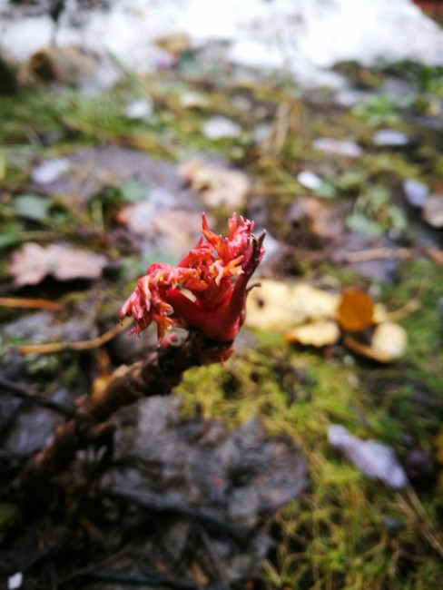 IMG-20170319-WA0006.jpg