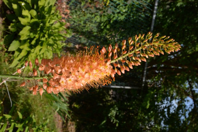 DSC_9266.JPG