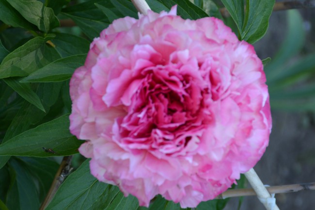 rose heart
