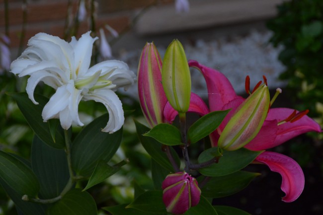 DSC_0780.JPG