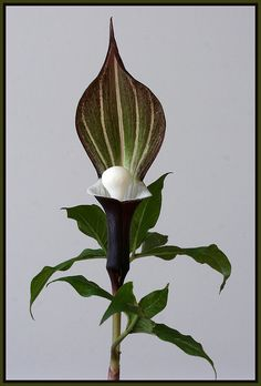 Arisaema sikokianum.png