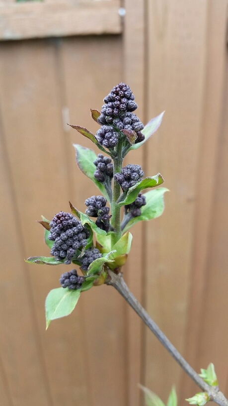 здесь будут цветы сирени