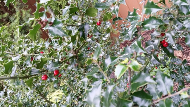 не склеванные птицами зимой алые ягоды на "Holly" (остролист)