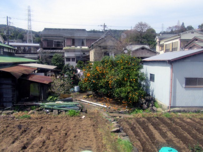 японский огородик 2