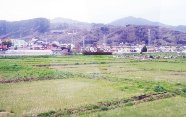 рисовое поле за деревней