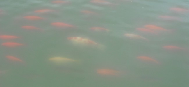 на выходе из парка небольшой водоем весь полон золотых рыб!