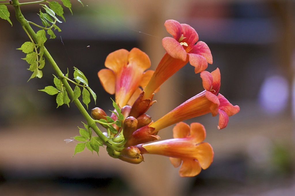 trumpet-vine1-1024x679.jpg