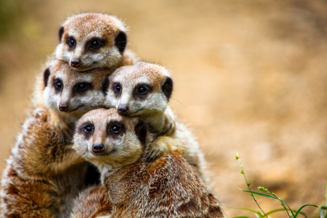 stock-photo-25728969.jpg