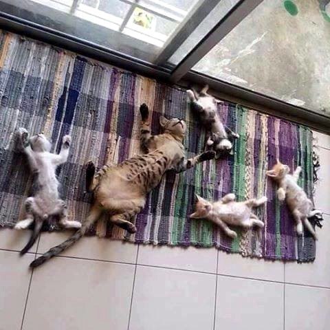 Кошки.jpg