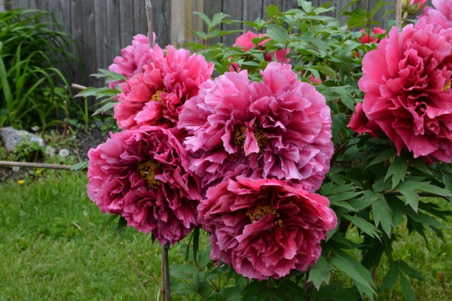 DSC_5621.JPG