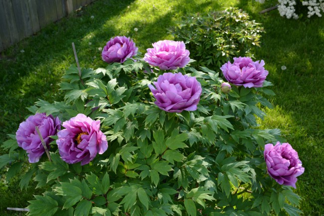 DSC_5662.JPG