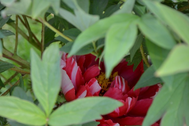 DSC_5678.JPG