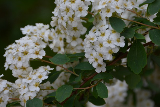DSC_5759.JPG