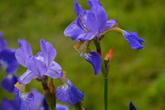 DSC_5964.JPG