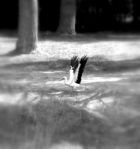 IMG_20170619_190215_32.jpg
