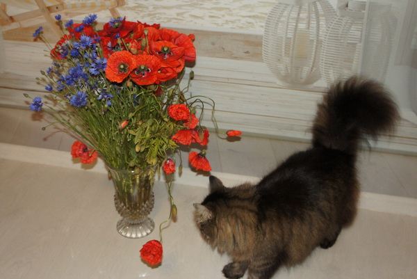Маки1.jpg