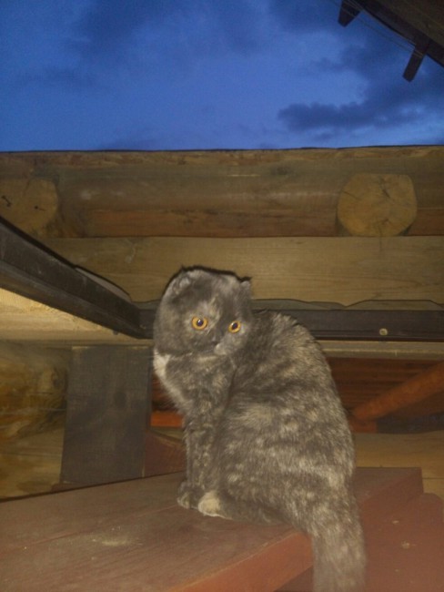 сава.jpg