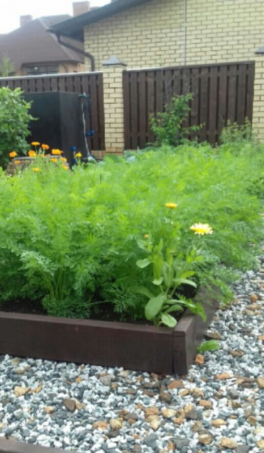 20170729_151135-1.jpg