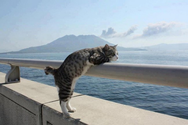 котик.jpg
