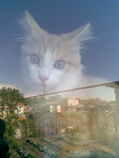 Призрачный кот