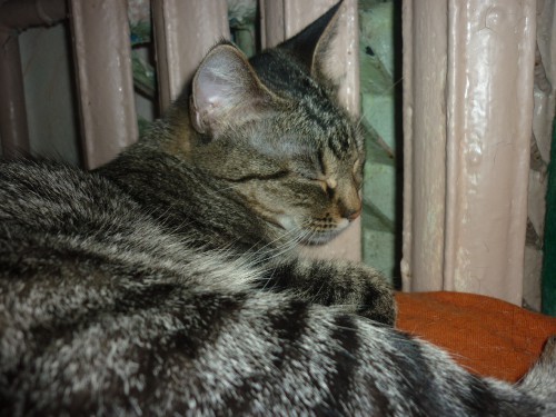 P1000305(1).JPG
