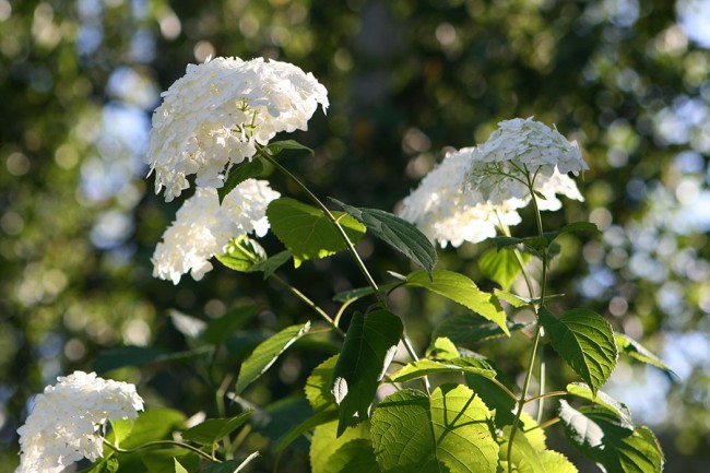 уменьш IMG_9415.jpg