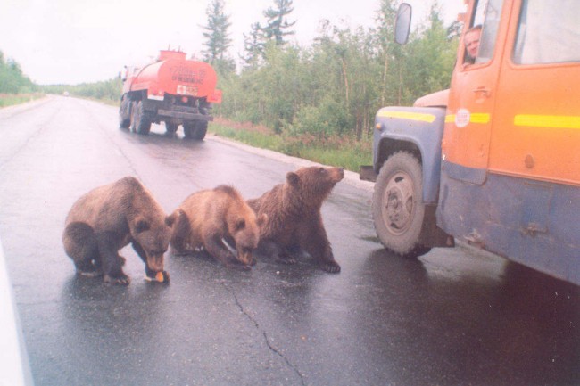 002 Bear.jpg