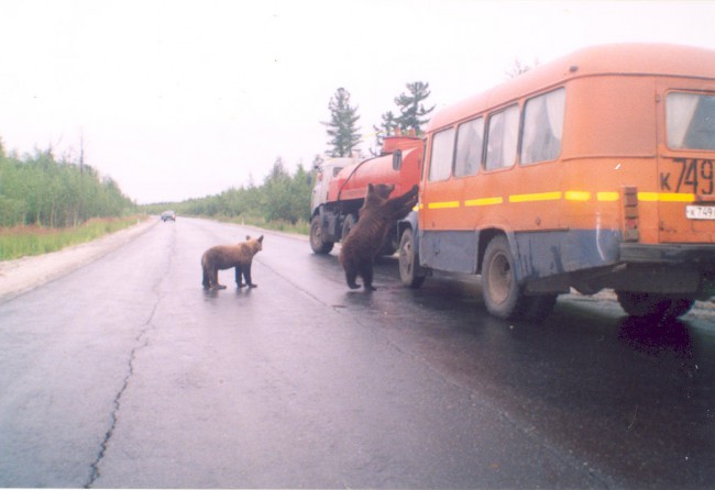 007 Bear.jpg