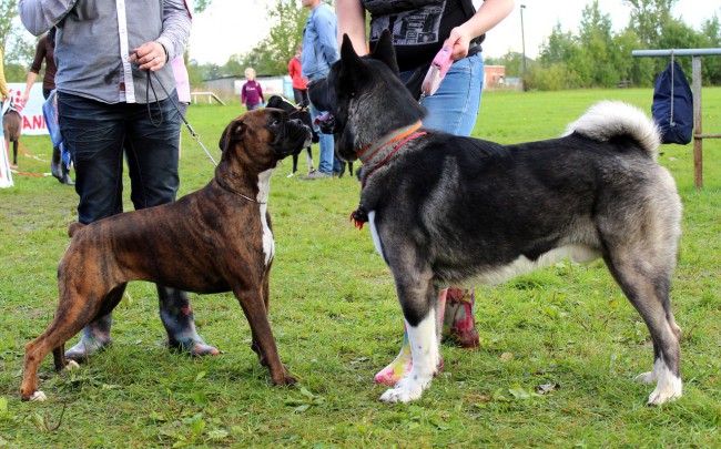 Немецкий боксер и американская акита