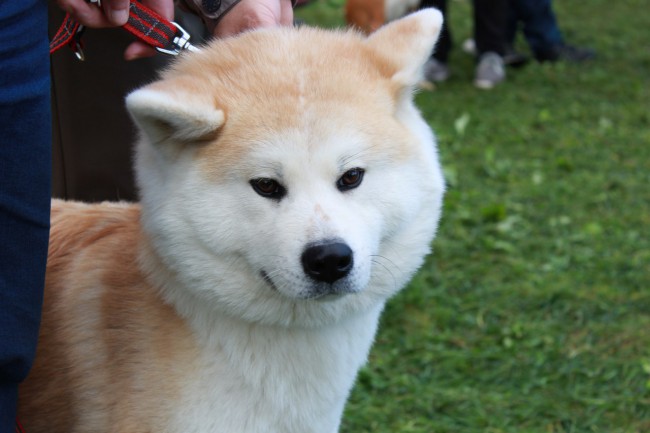 Японская акита
