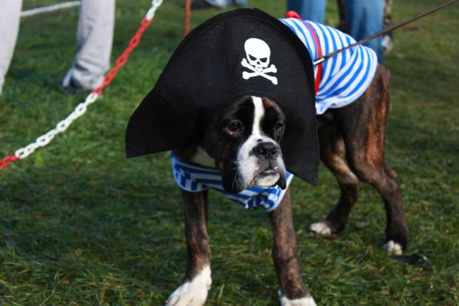 Пираты Карибского моря (щенок, 4 месяца)