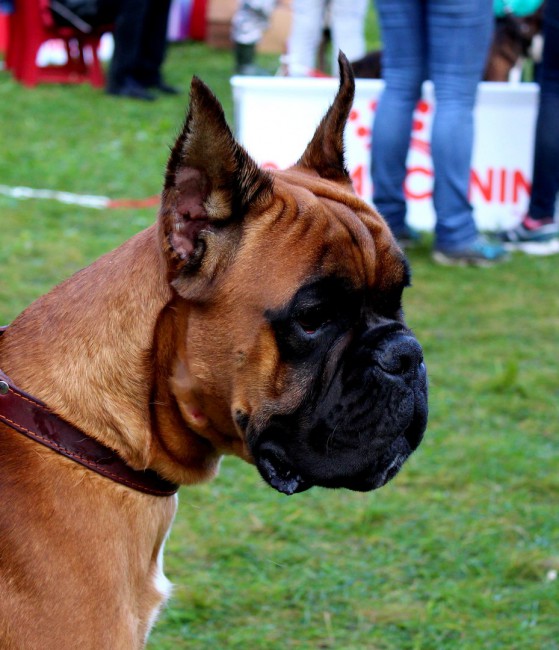 Рыжий сын Тильды