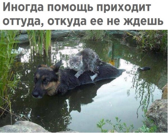 Вот бы и людям так же, не смотря на враждебность, не топить, а помогать друг другу.
