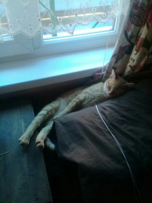 котик.jpg