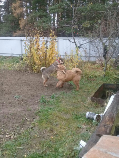 играют2.jpg (287.15 КБ) 4126 просмотров играют2.jpg