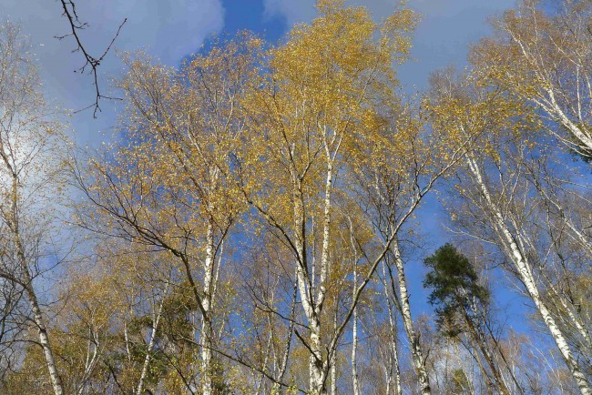 P1350475.JPG