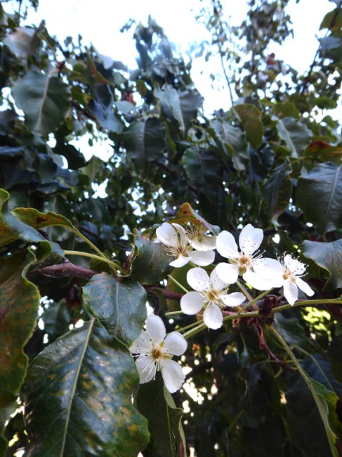 P1090134.jpg