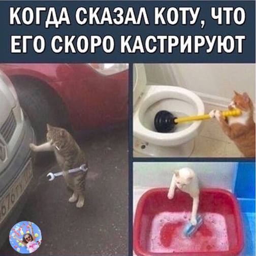 кот.jpg