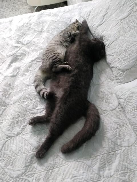 Спят))) Рядом как-то теплее))